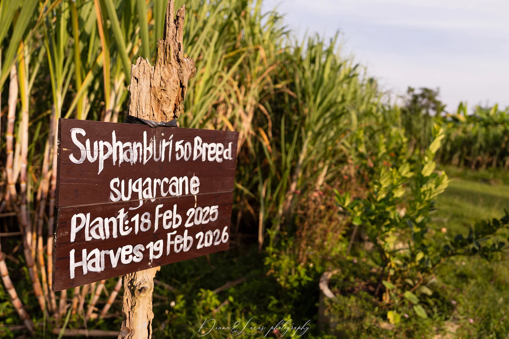 ป้ายไม้ในไร่อ้อยเขียน “Suphanburi 50 Breed Sugarcane” พร้อมวันปลูกและวันเก็บเกี่ยว ทิวทัศน์ฟาร์มชนบทในไทย